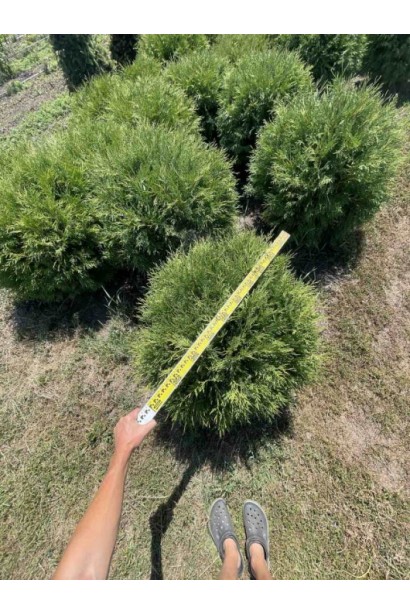 Туя западная Вудварди_ком30кг/вис.80-100см/Ø80-100см/7р