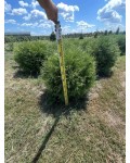 Туя западная Вудварди_ком30кг/вис.80-100см/Ø80-100см/7р