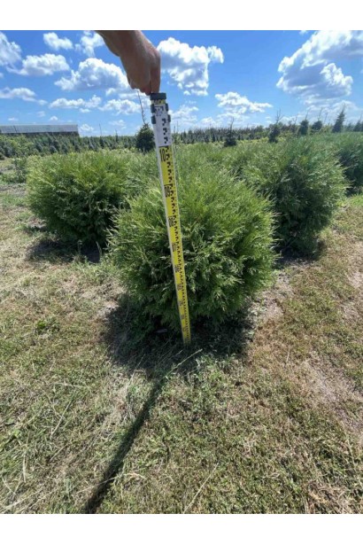 Туя западная Вудварди_ком30кг/вис.80-100см/Ø80-100см/7р