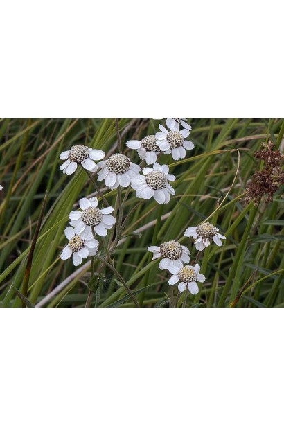 Квіти Деревій Перлинниця