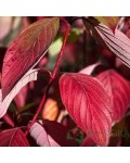 Дерен криваво-червоний/пурпурово-червоний  пурпуровий лист восени