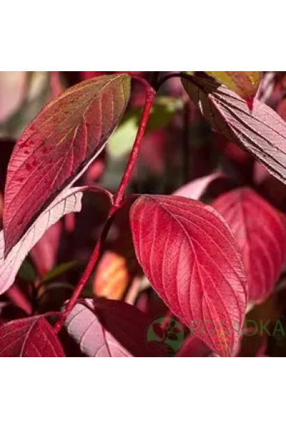 Дерен криваво-червоний/пурпурово-червоний  пурпуровий лист восени