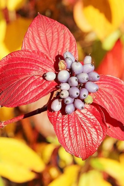 Дерен криваво-червоний/пурпурово-червоний|Cornus sanguinea|Дерен кроваво-красный/пурпурно-красный
