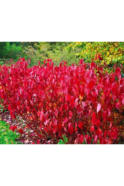 Дерен восени набуває чудових відтінків червоного, пурпурного та бурого.