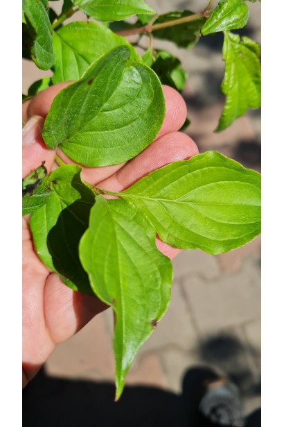 Дерен криваво-червоний/пурпурово-червоний зелений лист влітку