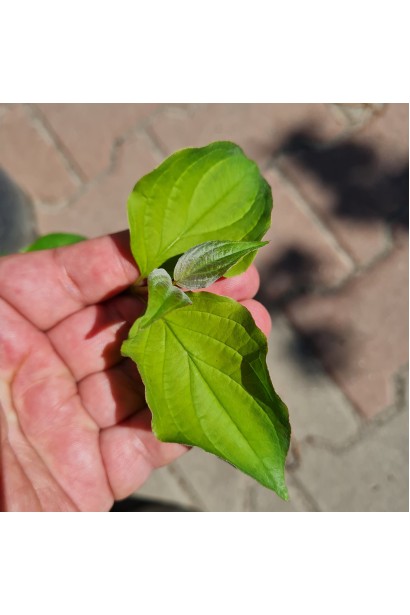 Свидина червона криваво-червона