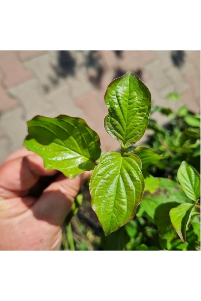 Дерен криваво-червоний/пурпурово-червоний зелений лист влітку