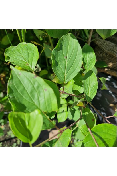 Свидина червона (історична українська назва)