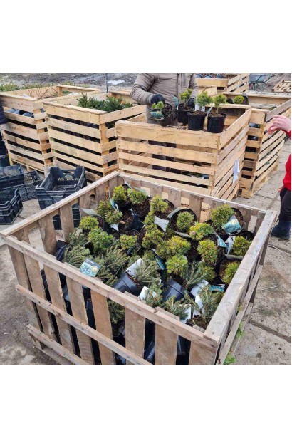 Дерев’яна палета витримує навантаження до 1500 кг