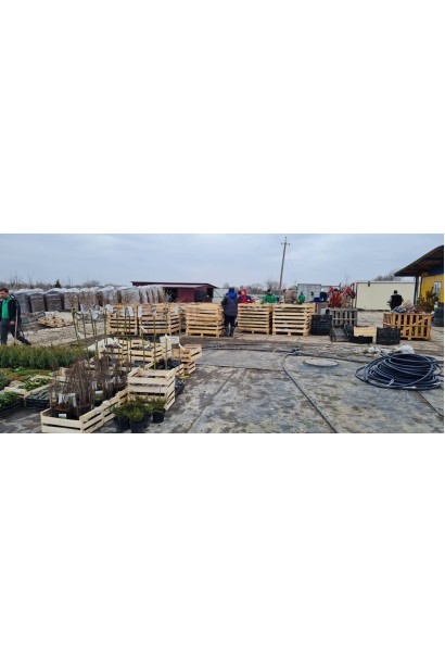 Європалета — стандартизована платформа для транспортування вантажів