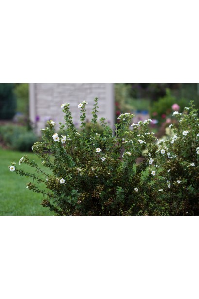 Лапчатка кущова Крем Брюле