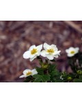 Potentilla fruticosa Creme Brulee