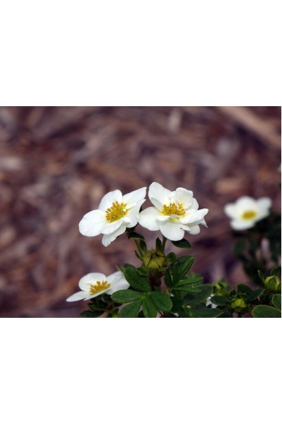 Potentilla fruticosa Creme Brulee