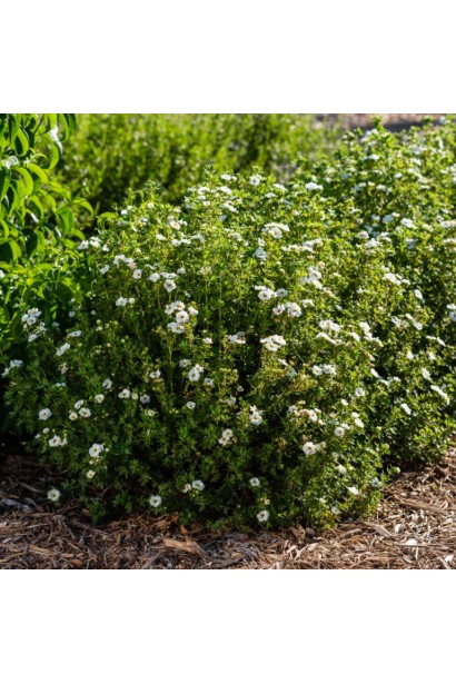 Перстач чагарниковий / Лапчатка кущова Крем Брюле