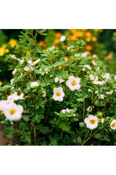 Перстач чагарниковий цвітіння