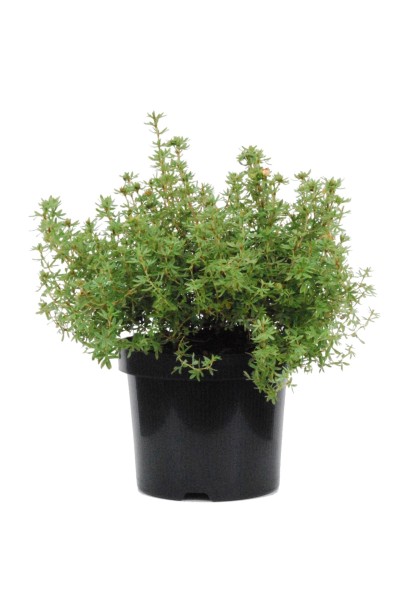 Перстач чагарниковий  в контейнері