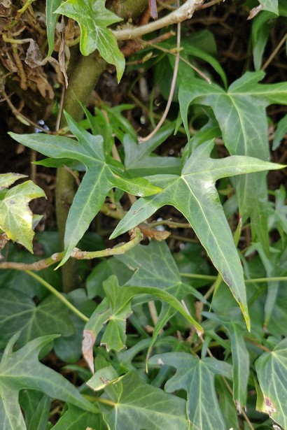 Плющ звичайний ’Сагіттіфолія’|Hedera helix ’Sagittifolia’|Плющ обыкновенный ’Сагиттифолия’