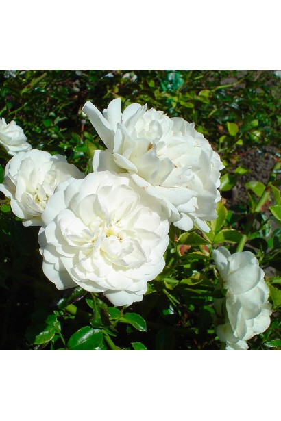 Роза полиантовая на штамбе Свани (белая)