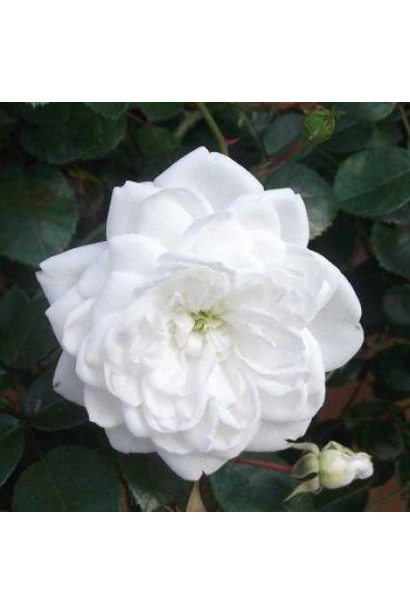 Роза полиантовая на штамбе Свани (белая)