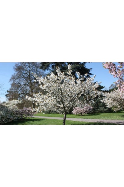 Цвітіння сливи Озарк Прем’єр