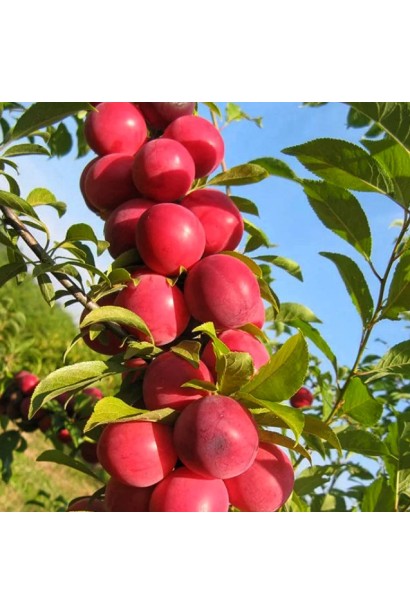 Гілка сливи Рубін з плодами