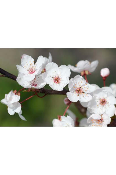 Prunus сolumnar Rubin