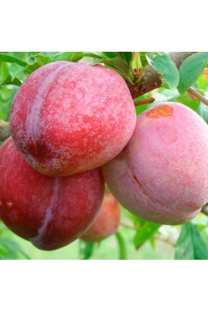 Слива Ozark Premier – солодкий та ароматний урожай