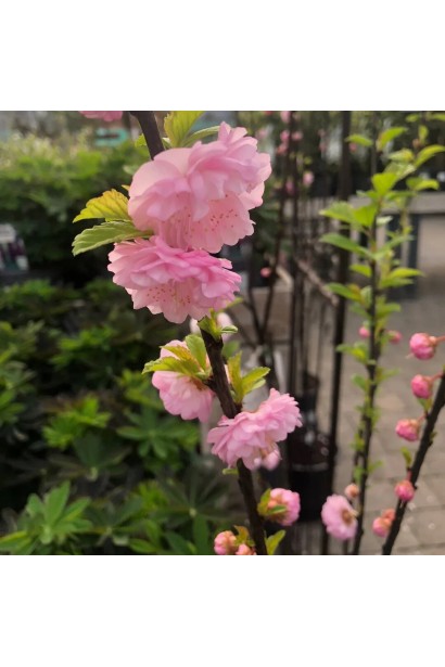 Миндаль трехлопастный розовые махровые цветы.