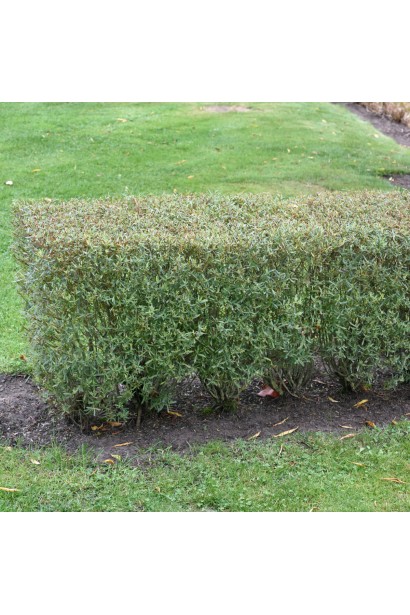Стрижений низький живопліт з верби пурпурної Нана