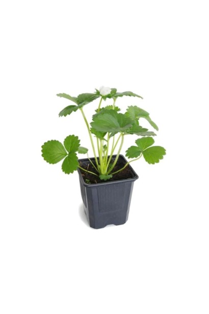 Полуниця садова Альба саджанець в контейнері Р9