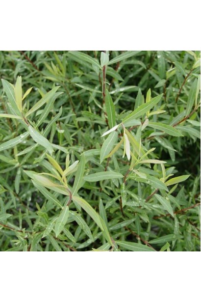 Верба пурпуреа Нана вузьке сріблясте листя