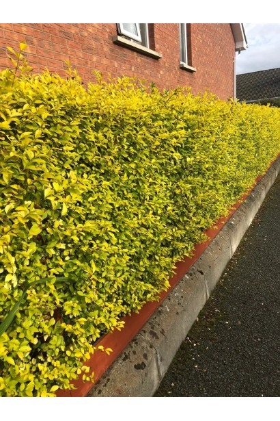 Бирючина овальнолиста Ауреум живопліт