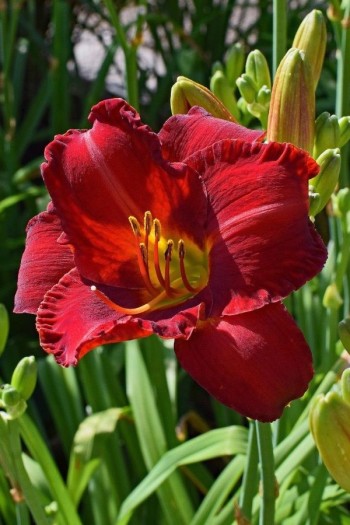 Лилейник гибридный Чарльз Джонстон | Лілійник гібридний Чарльз Джонстон | Hemerocallis hybrida Charles Johnston