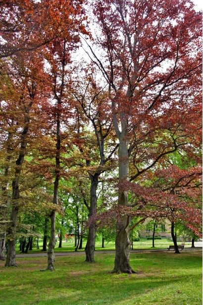 Бук Атропуніцеа Пурпуреа осіннє забарвлення