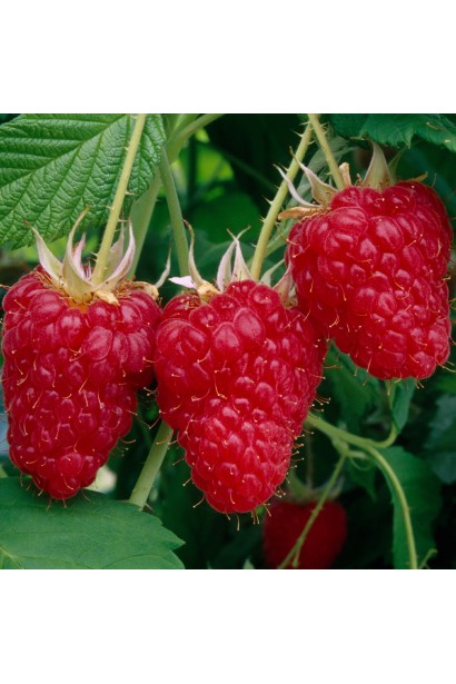 Малина штамбова Krepish великі транспортабельні ягоди