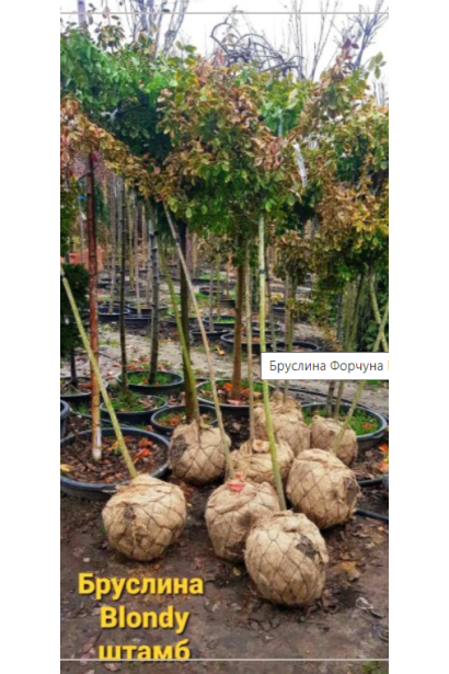 Бруслина Блонді на штамбі