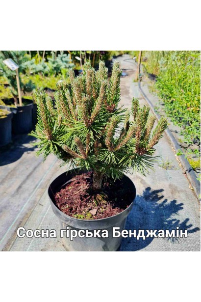 Сосна карликова гірська