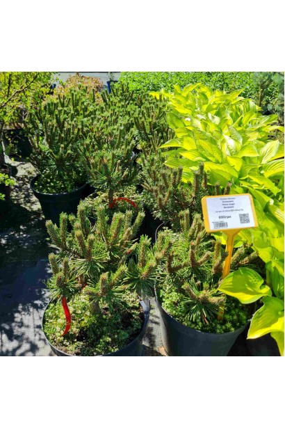 Сосна Бенджамін саджанці в садовому центрі