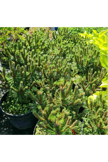 Компактний вічнозелений хвойний кущ