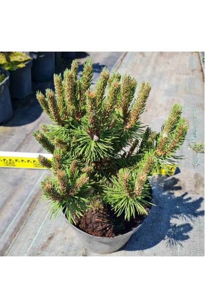 Сосна Бенджамін горщик 5 л