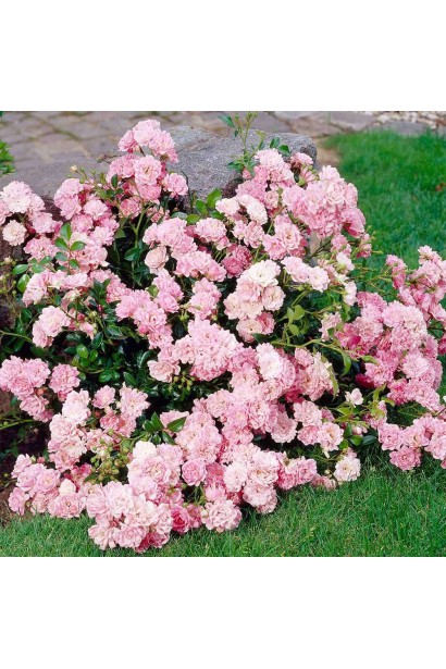 Троянда поліантова Фейрі - мініатюрна красуня