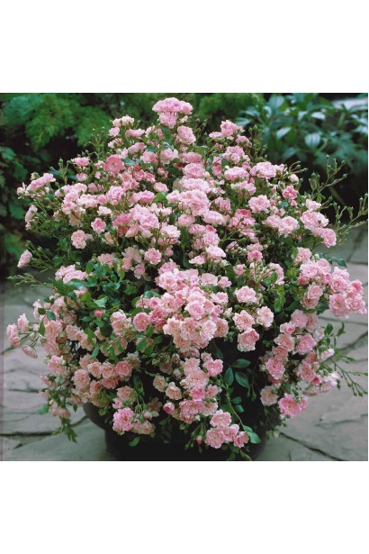 Троянда Фейрі - кущ повний квітів