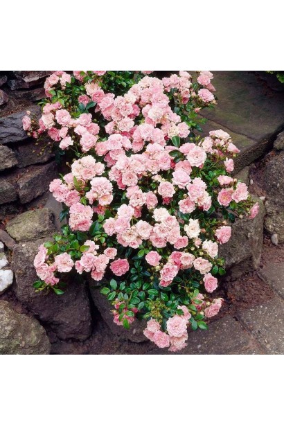 Троянда Фейрі - мініатюрна і витончена