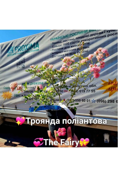 Троянда поліантова Фейрі - 3л/вис.20-30см/Ø30-40см