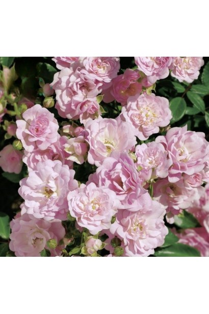 Троянда Фейрі - пелюстки як повітряні