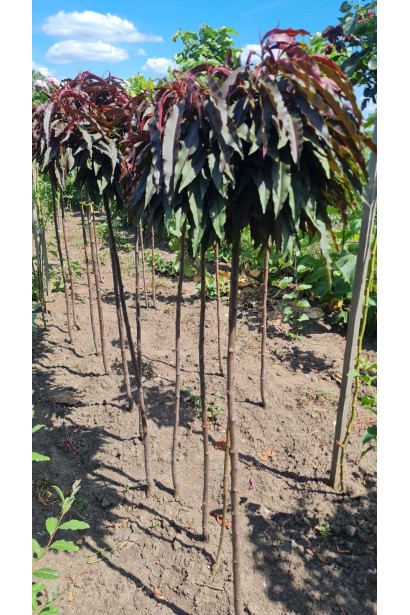 Дерево персика Бургунди – яскравий акцент у будь-якому саду завдяки своїм пурпурним листям.