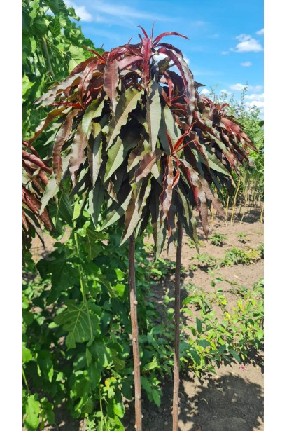 Колоновидний персик Бургунди – елегантне дерево з витонченими стільними листками та яскравим кольором.