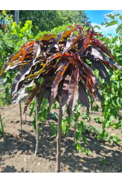 Персик червонолистий Бургунди: унікальний пурпурний лист, що додає декоративного вигляду саду.