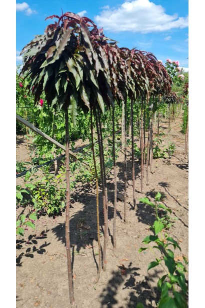 Саджанці персика червонолистого Стіллет