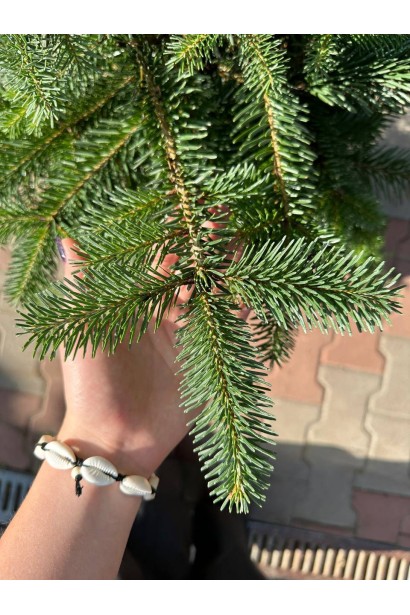 Пихта кавказская